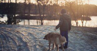 offrez à votre chien des promenades joyeuses et revitalisantes avec nos services professionnels de dog walking. nos promeneurs expérimentés garantissent le bien-être et le bonheur de votre compagnon à quatre pattes, tout en vous libérant du temps. réservez dès maintenant une promenade adaptée à ses besoins !