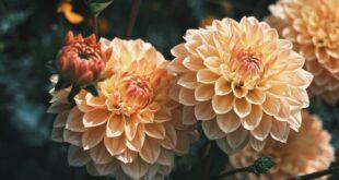 découvrez l'univers fascinant des dahlias, ces fleurs éclatantes qui apportent couleur et beauté à vos jardins. apprenez tout sur leurs variétés, leurs soins et comment les cultiver pour une floraison optimale.