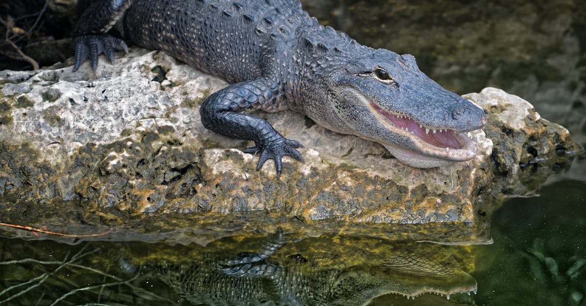 découvrez l'animal qui possède le plus grand nombre de dents sur terre. explorez les caractéristiques uniques de cette créature fascinante et apprenez pourquoi ses dents sont si nombreuses et adaptées à son mode de vie.