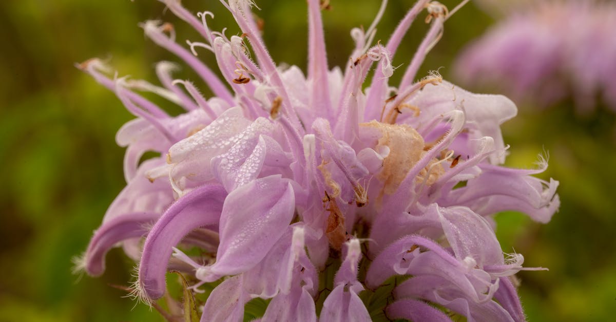 découvrez le parfum envoûtant et les bienfaits du bergamot, agrume précieux aux multiples vertus. apprenez comment il embellit vos recettes, améliore votre bien-être et ajoute une touche d'élégance à votre quotidien.