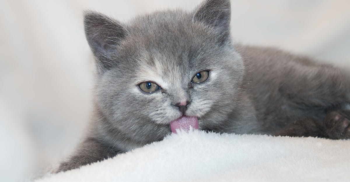 découvrez le fascinant comportement des chats en matière de toilettage. apprenez pourquoi les chats se lèchent, les bienfaits pour leur santé et leur bien-être, ainsi que des conseils pour prendre soin du pelage de votre compagnon félin.