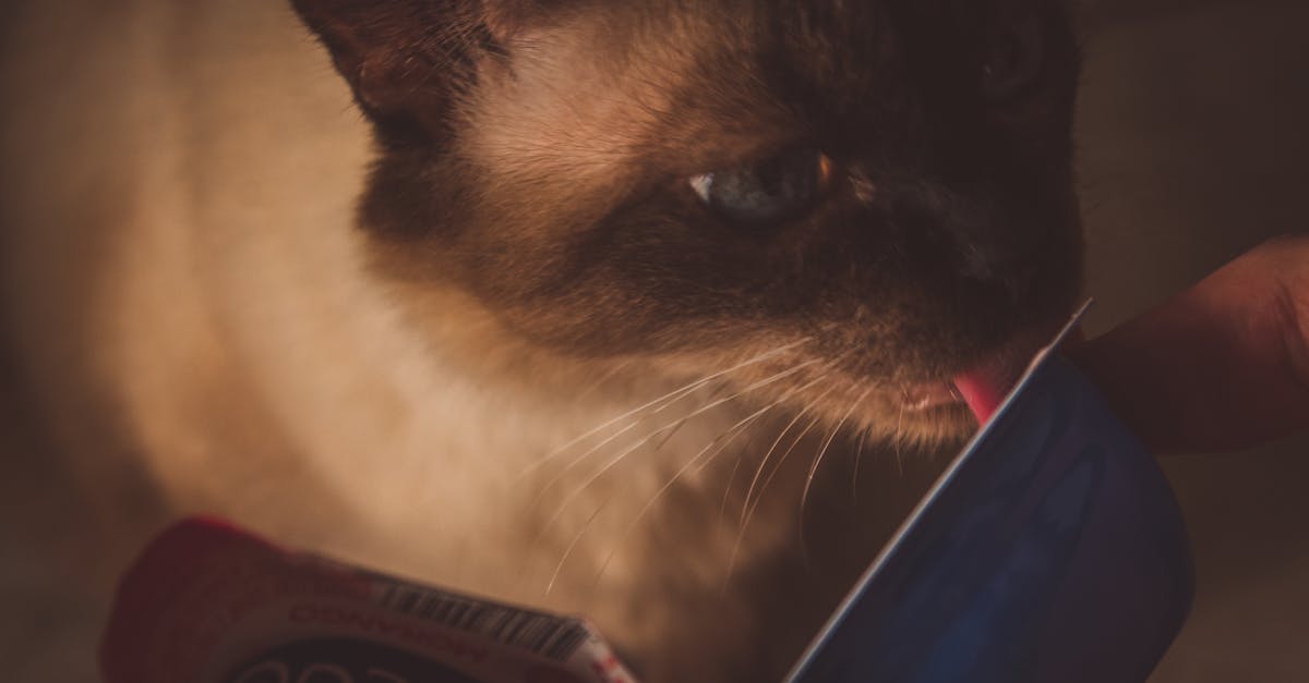 découvrez le fascinant comportement des chats en observant le moment où ils se lèchent. apprenez pourquoi cette action est essentielle pour leur hygiène et leur bien-être, tout en appréciant les moments tendres de votre compagnon félin.