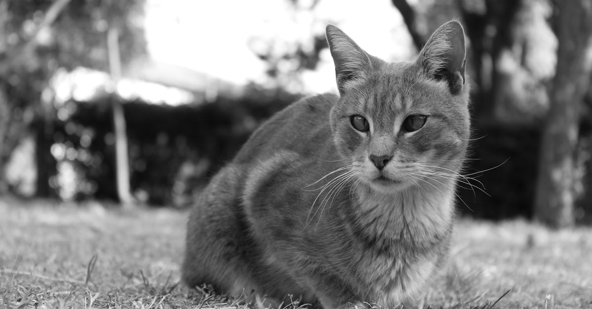 découvrez l'univers fascinant de la cataire, cette plante aromatique aux effets envoûtants sur les chats. apprenez tout sur ses bienfaits, son utilisation et comment l'intégrer dans la vie de votre félin.