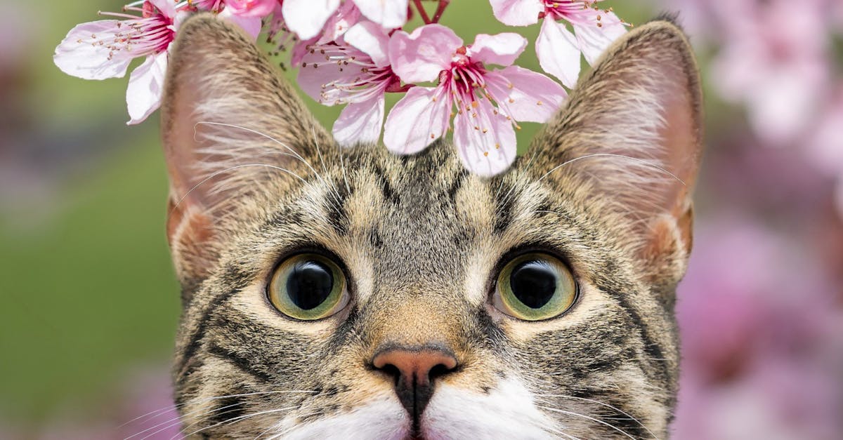 découvrez l'univers fascinant de la cataire, une plante aromatique appréciée par les chats pour ses propriétés enivrantes. apprenez comment elle stimule le comportement ludique de vos félins et explorez ses bienfaits pour leur bien-être.