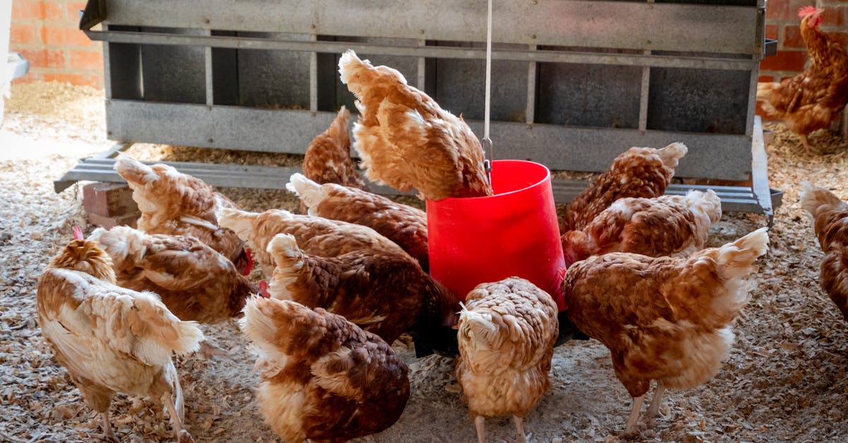 découvrez l'univers fascinant des poules, de leurs origines à leur élevage. apprenez tout sur les différentes races, leurs comportements et les avantages d'avoir des poules chez soi, que ce soit pour les œufs frais ou simplement pour le plaisir d'élever ces animaux fascinants.