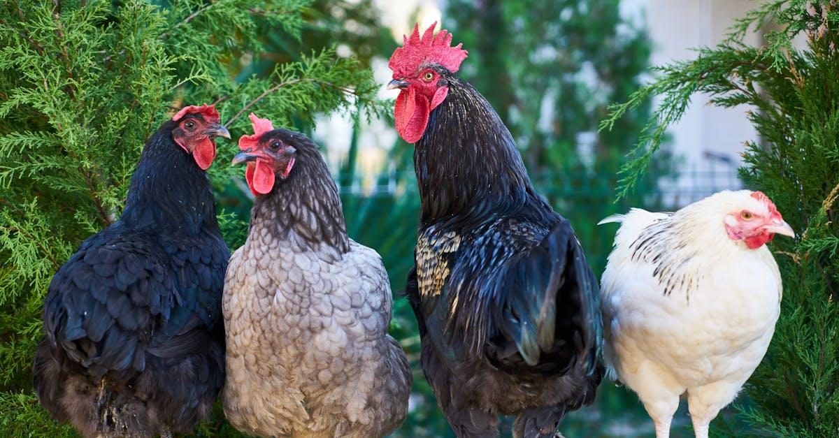 découvrez l'univers fascinant des poules, leurs différentes races, leurs comportements, et comment les élever chez vous pour profiter d'œufs frais et d'une compagnie joyeuse. apprenez tout sur leur alimentation, leur habitat et les soins essentiels pour des volailles en pleine santé.