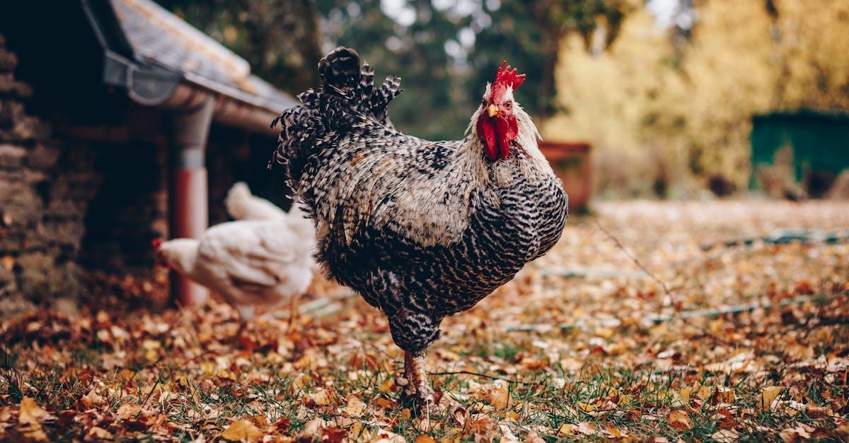 découvrez tout sur les poules : leurs différentes races, comportements, alimentation et conseils pour les élever. apprenez à profiter des bienfaits d'avoir des poules dans votre jardin.