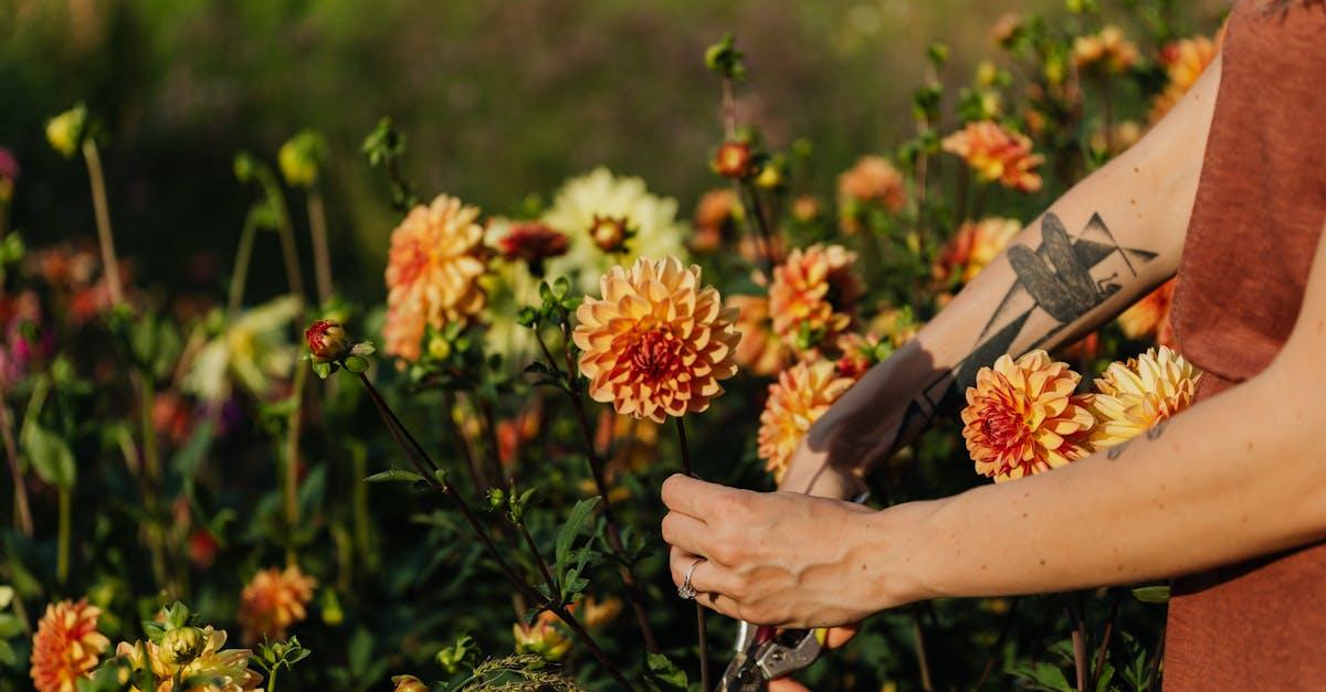 découvrez l'univers coloré des dahlias, ces fleurs fascinantes qui embellissent nos jardins. apprenez tout sur leur culture, leurs variétés et leurs soins pour profiter pleinement de leur beauté chaque saison.