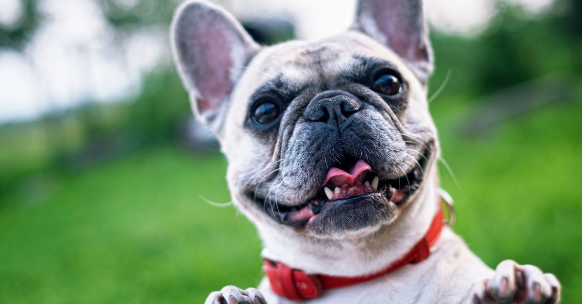 découvrez le monde fascinant des chiens, leurs races, leurs comportements et des conseils pour en prendre soin. apprenez tout sur l'éducation et le bien-être de votre fidèle compagnon.