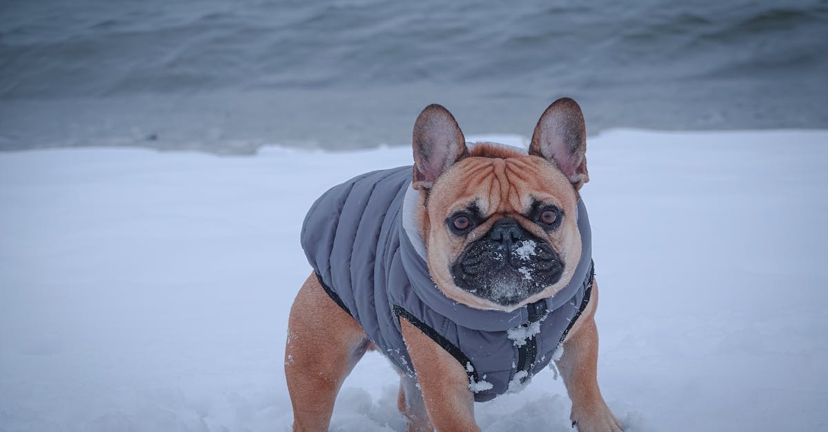 découvrez les causes possibles du vomissement chez les chiens, les symptômes à surveiller et les conseils pour aider votre animal de compagnie à se sentir mieux. apprenez quand il est essentiel de consulter un vétérinaire.