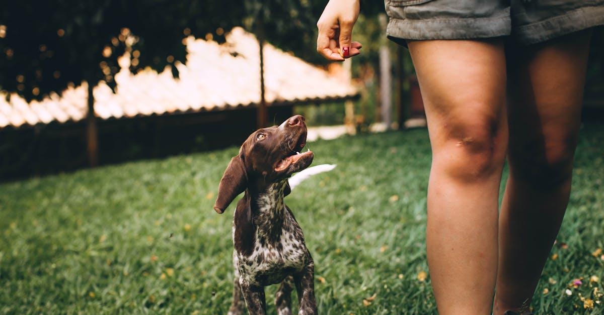 découvrez nos services de promenade pour chiens, garantissant des balades amusantes et adaptées à chaque animal. offrez à votre compagnon à quatre pattes l'exercice et l'attention qu'il mérite avec nos professionnels expérimentés.