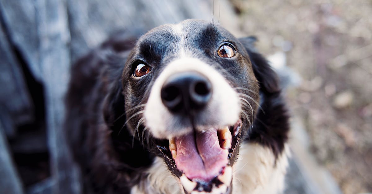 découvrez tout sur le meilleur ami de l'homme, le chien ! apprenez les différentes races, leurs comportements, des conseils de soins et des astuces d'éducation pour vivre en harmonie avec votre compagnon à quatre pattes.