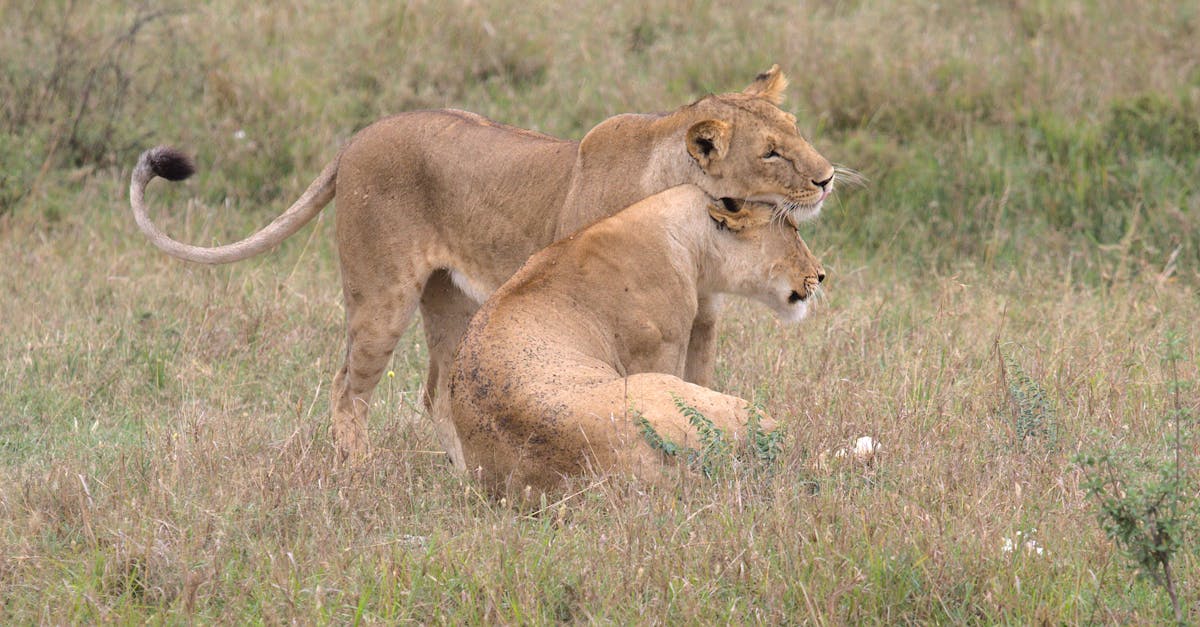 découvrez l'univers fascinant des félins, des animaux majestueux et mystérieux. apprenez-en davantage sur leurs comportements, leurs habitats et leur rôle dans l'écosystème. explorez les différentes espèces de félins, de l'élégant tigre au gracieux chat domestique.