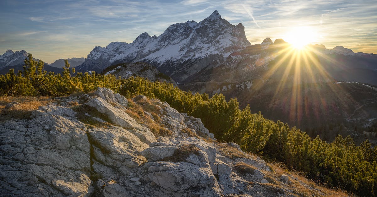 découvrez l'importance essentielle des forêts pour notre planète. explorez leur beauté, leur biodiversité et leur rôle crucial dans la lutte contre le changement climatique. plongez dans l'univers fascinant des écosystèmes forestiers et apprenez comment protéger ces précieuses ressources naturelles.