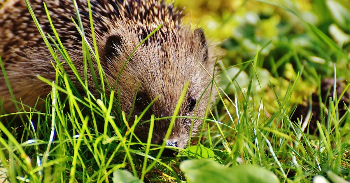 découvrez le monde fascinant des hérissons, ces petits mammifères à piquants. apprenez tout sur leurs comportements, habitats et soins nécessaires pour les protéger et les apprécier en tant qu'animaux de compagnie ou dans la nature.