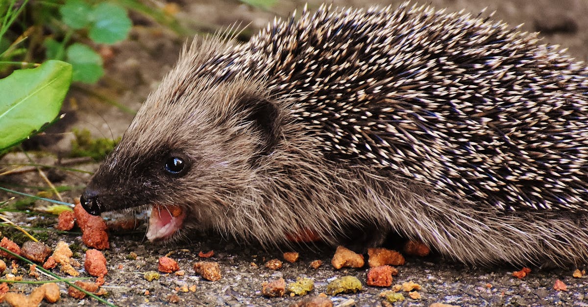 découvrez l'univers fascinant des hérissons, des créatures adorables et épineuses qui captivent par leur comportement unique et leur habitat. apprenez tout sur leur alimentation, leurs soins et leur place dans l'écosystème.