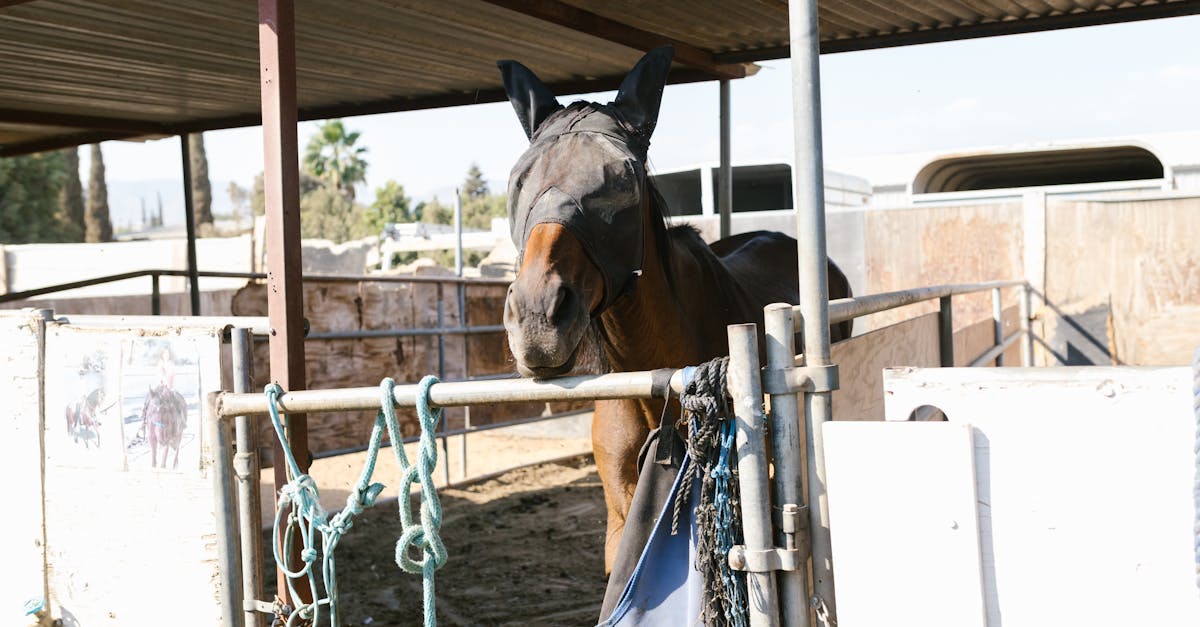 découvrez notre masque de cheval, un accessoire ludique et original parfait pour vos soirées à thème, carnavals ou fêtes déguisées. fabriqué avec des matériaux de qualité pour un confort optimal, il apportera une touche d'humour et d'originalité à vos cosplays. commandez dès maintenant pour faire sensation!