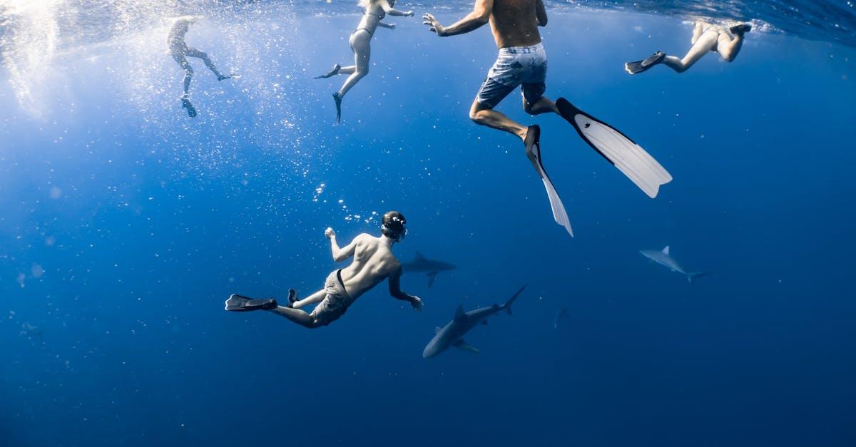 découvrez les incroyables spécimens de requins mangent des hommes, leur comportement fascinant et les mythes qui les entourent. plongez dans l'univers mystérieux de ces prédateurs marins et apprenez à les appréhender dans leur habitat naturel.