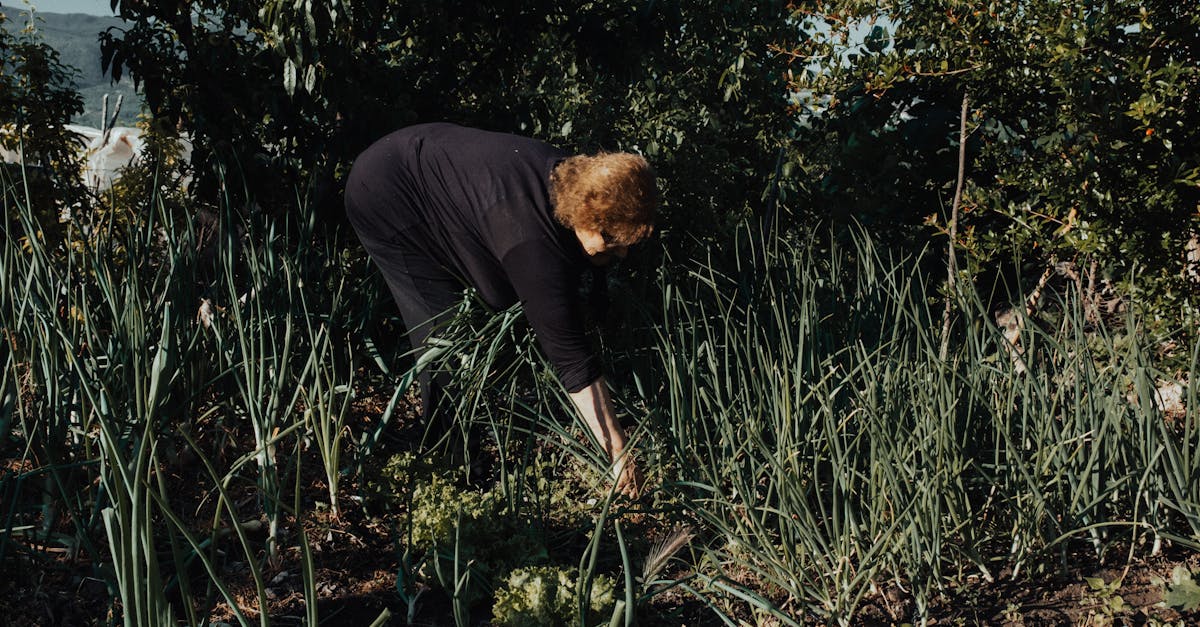 découvrez des techniques naturelles de désherbage qui respectent l'environnement et favorisent la biodiversité. apprenez à contrôler les mauvaises herbes efficacement sans utiliser de produits chimiques.