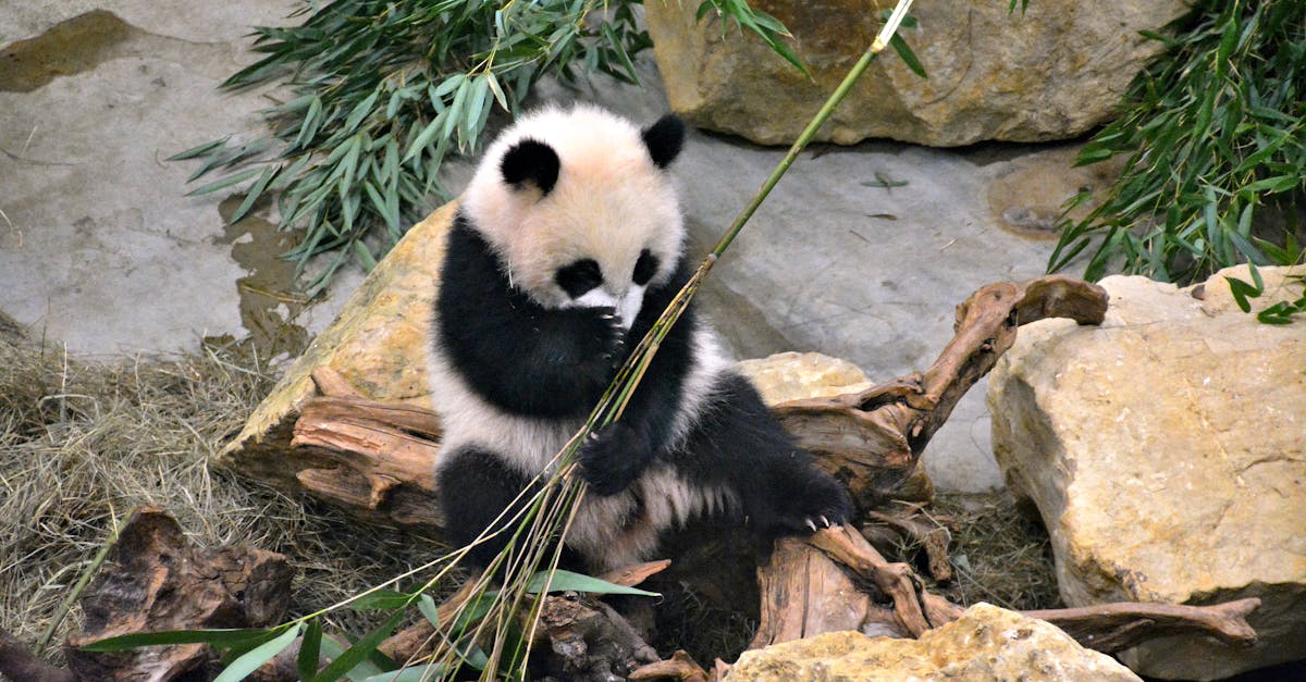 découvrez le monde fascinant des bébés pandas, ces adorables créatures au pelage noir et blanc. apprenez comment ils vivent, se développent et jouent dans leur habitat naturel, tout en étant une espèce menacée. explorez leur charme irrésistible et leur importance pour la biodiversité.