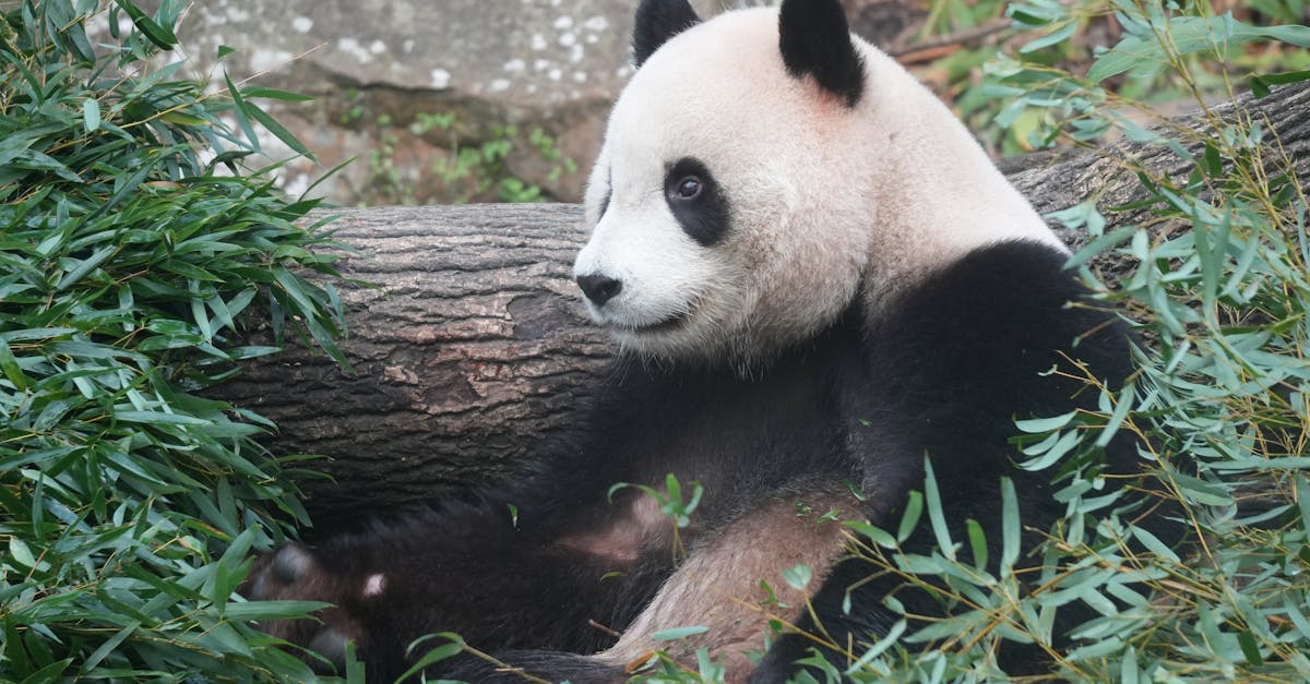 découvrez le monde adorable des bébés pandas, des créatures fascinantes qui captivent le cœur avec leurs pelages doux et leurs comportements ludiques. plongez dans leur habitat naturel et apprenez-en plus sur leur vie, leur alimentation et les efforts de conservation nécessaires pour protéger ces animaux emblématiques.