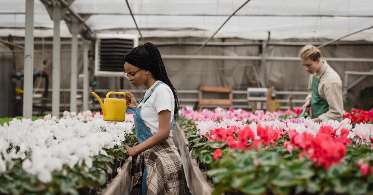 découvrez les meilleures pratiques d'arrosage des plantes pour assurer leur santé et leur croissance. apprenez quand et comment arroser efficacement vos plantes d'intérieur et d'extérieur.