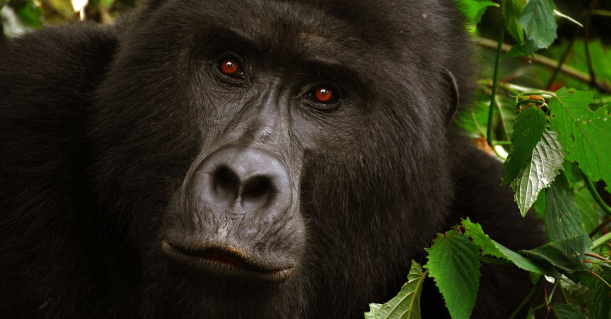 découvrez l'univers fascinant des gorilles silverback, ces majestueux géants de la forêt, symboles de puissance et de sagesse. apprenez-en davantage sur leur habitat, leur comportement social et les efforts de conservation pour protéger cette espèce emblématique.