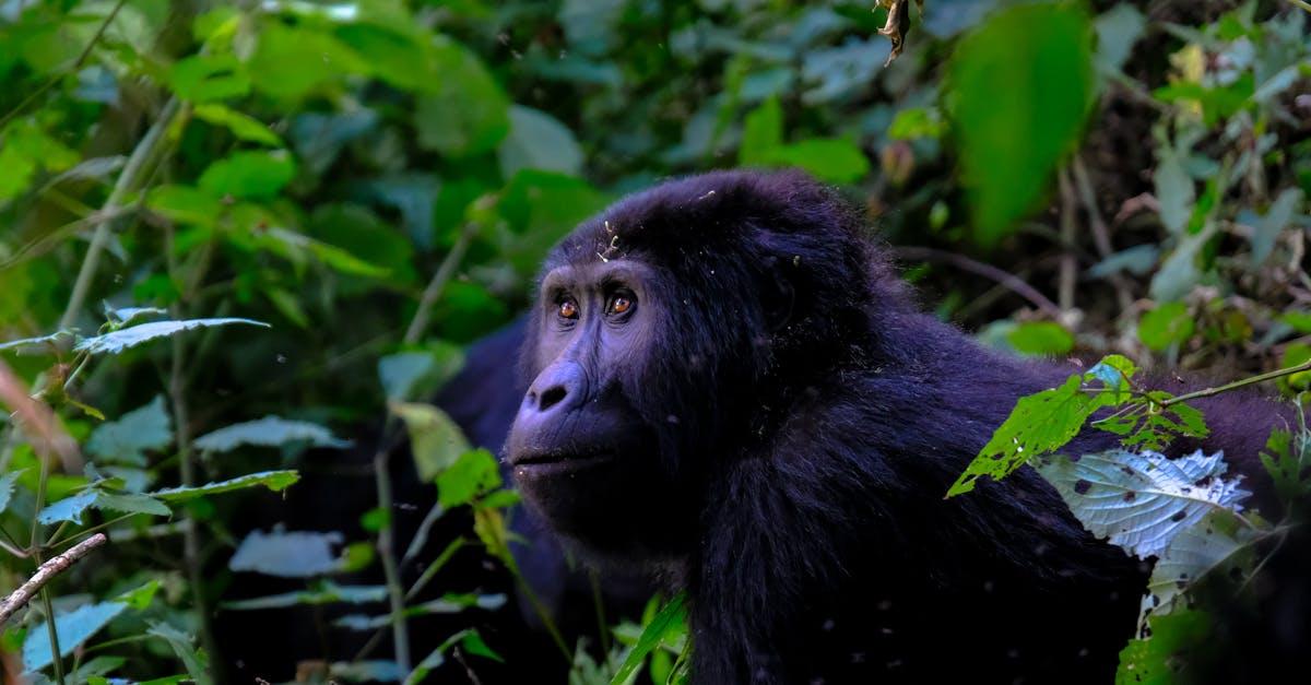 découvrez l'univers fascinant des silverbacks, ces majestueux gorilles des montagnes, symboles de force et de protection. plongez dans leur habitat naturel, leur comportement social unique et les efforts de conservation pour préserver cette espèce emblématique menacée. explorez la vie des silverbacks et leur rôle essentiel dans l'écosystème.