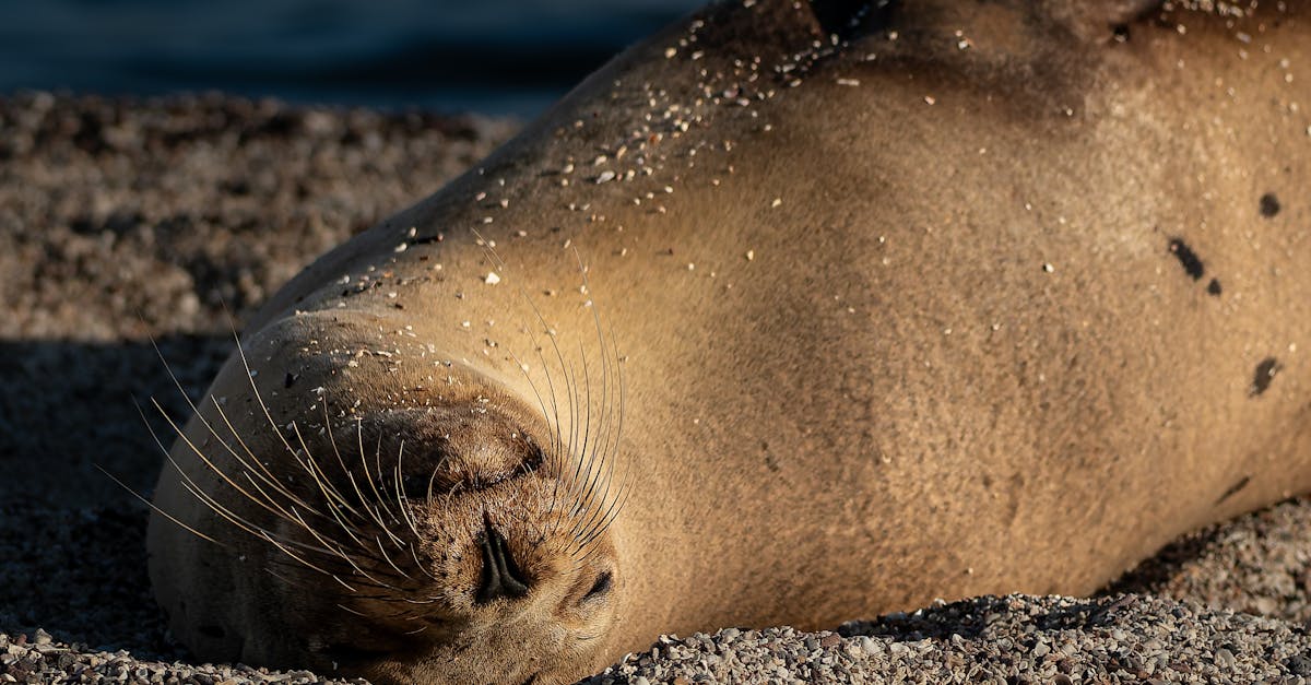 découvrez le monde fascinant des animaux dormant, leurs comportements uniques et les raisons pour lesquelles le sommeil est essentiel à leur survie. explorez les différentes espèces et leurs habitudes de sommeil.