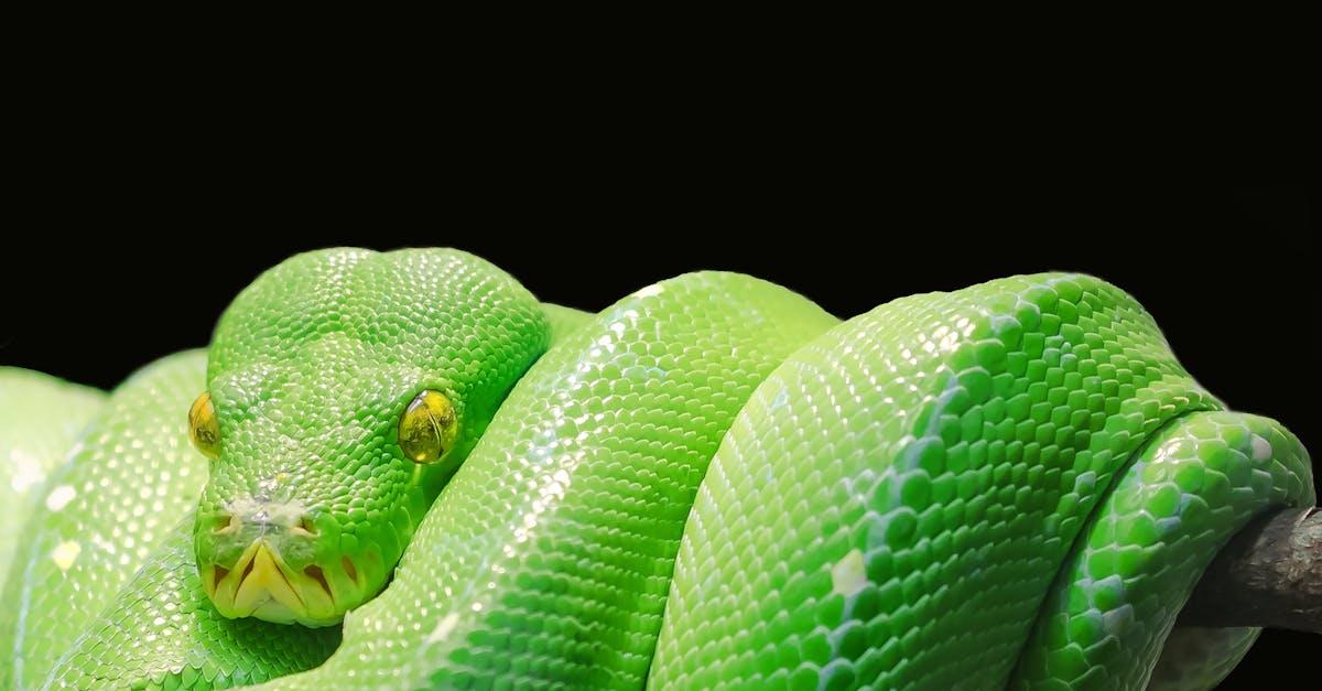 découvrez tout sur la reproduction des serpents : mécanismes, comportements, cycles de reproduction et conseils d'élevage. plongez dans le fascinant monde de la reproduction des reptiles et apprenez comment ces créatures s'accouplent et prennent soin de leurs œufs.