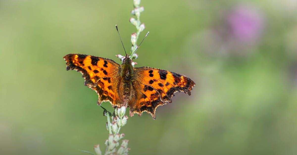 découvrez tout sur les mouches tsé-tsé, ces insectes fascinants et redoutés, responsables de la transmission de la maladie du sommeil en afrique. apprenez à connaître leur habitat, leur cycle de vie, et les mesures de prévention pour éviter les piqûres.