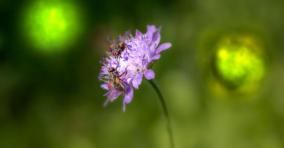 découvrez tout ce qu'il faut savoir sur les mouches tsé-tsé, ces insectes emblématiques d'afrique, leur biologie, leur rôle dans la propagation de la maladie du sommeil, ainsi que des stratégies de contrôle et de prévention.