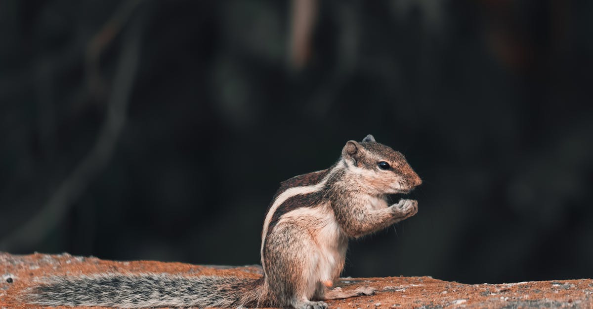 découvrez les animaux les plus laids du royaume animalier ! explorez notre sélection fascinante de créatures étranges et peu attrayantes, mais pourtant captivantes, qui défient les standards de beauté de la nature. apprenez-en plus sur leurs caractéristiques uniques et leur rôle dans l'écosystème.