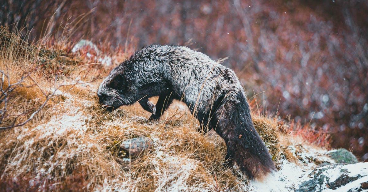 découvrez l'univers fascinant de wolverine, le célèbre mutant aux griffes d'adamantium et à la régénération hors du commun. explorez ses aventures épiques, son passé troublé et son impact dans le monde des super-héros.