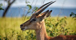 découvrez l'antilope, un majestueux mammifère herbivore vivant dans les savanes et les plaines. apprenez-en plus sur ses différentes espèces, son habitat naturel et son rôle dans l'écosystème. explorez les comportements fascinants de ces animaux élégants et leur importance pour la biodiversité.