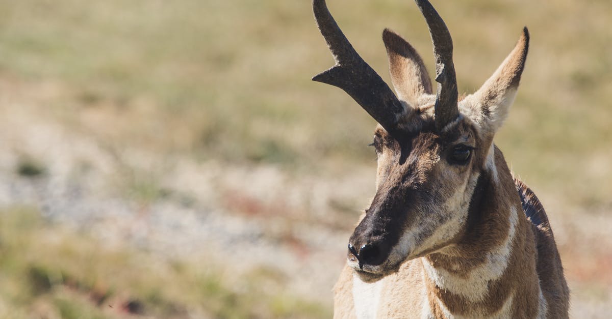 découvrez l'univers fascinant des antilopes, ces élégants mammifères herbivores aux grandes sauts. apprenez tout sur leurs habitats, comportements et différentes espèces qui peuplent la savane et les terrains variés du monde.