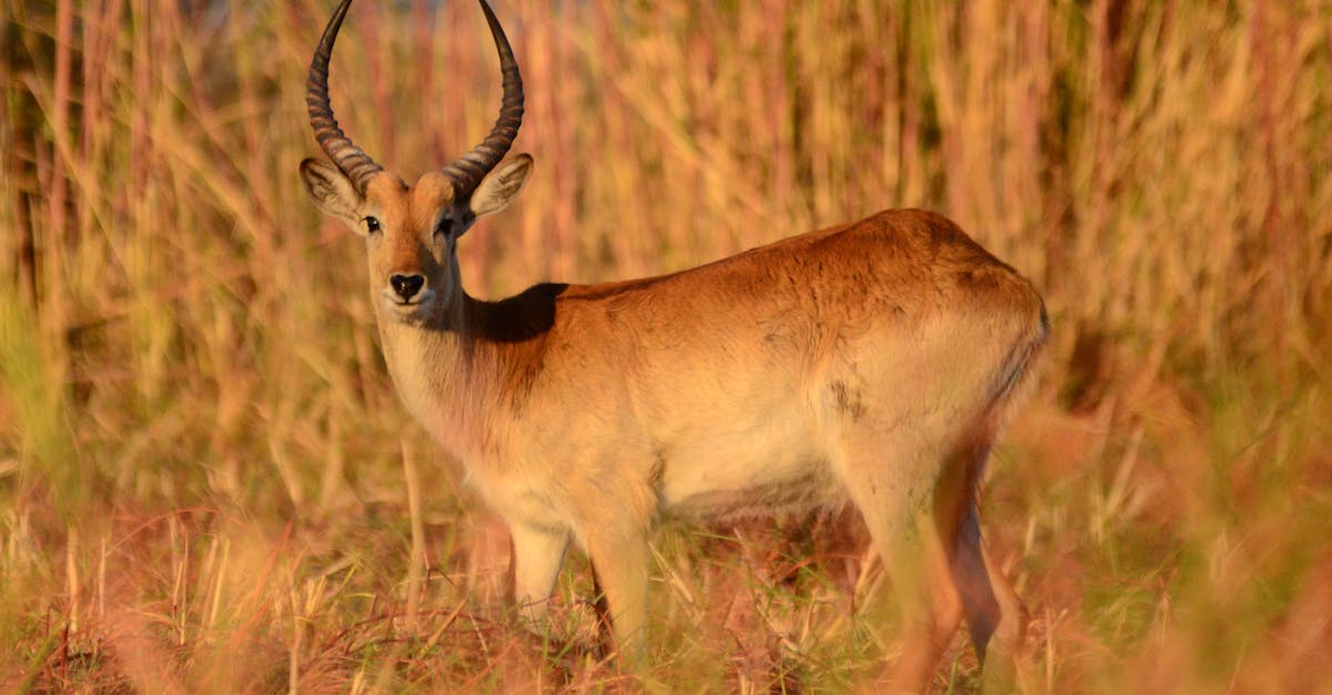 découvrez l'antilope, un animal majestueux et gracieux des plaines africaines, symbole de beauté sauvage et d'agilité. plongez dans le monde fascinant de ces herbivores, leurs habitats, comportements et curiosités.