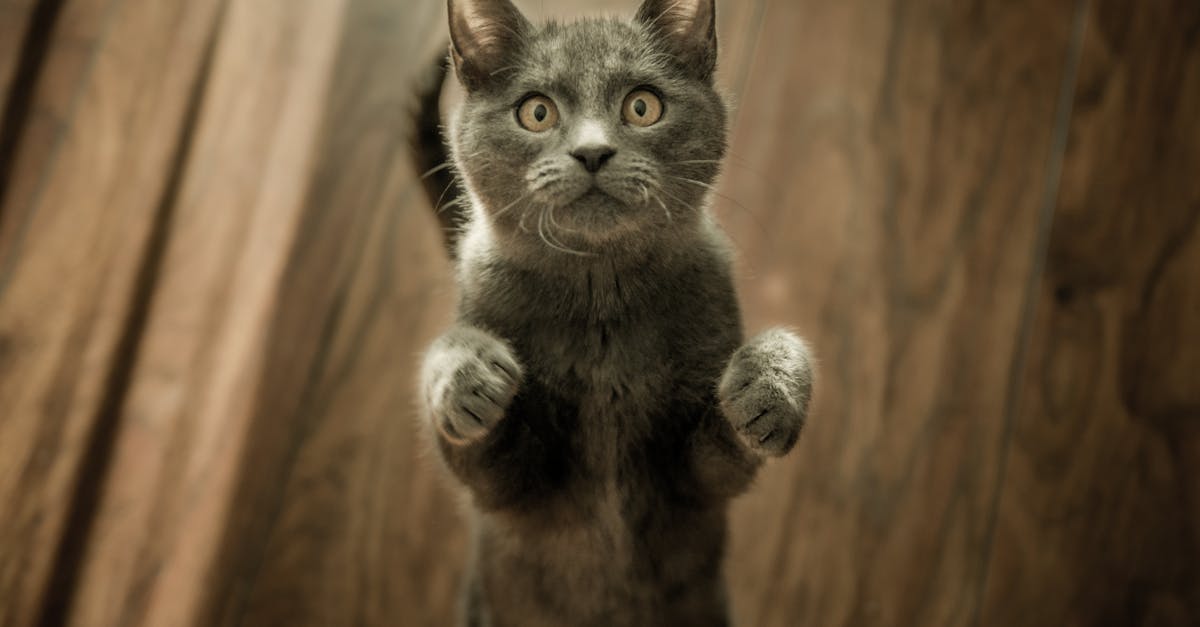 découvrez le monde fascinant des chats : leurs comportements, leur histoire, les différentes races et des conseils pour prendre soin de vos compagnons félins.