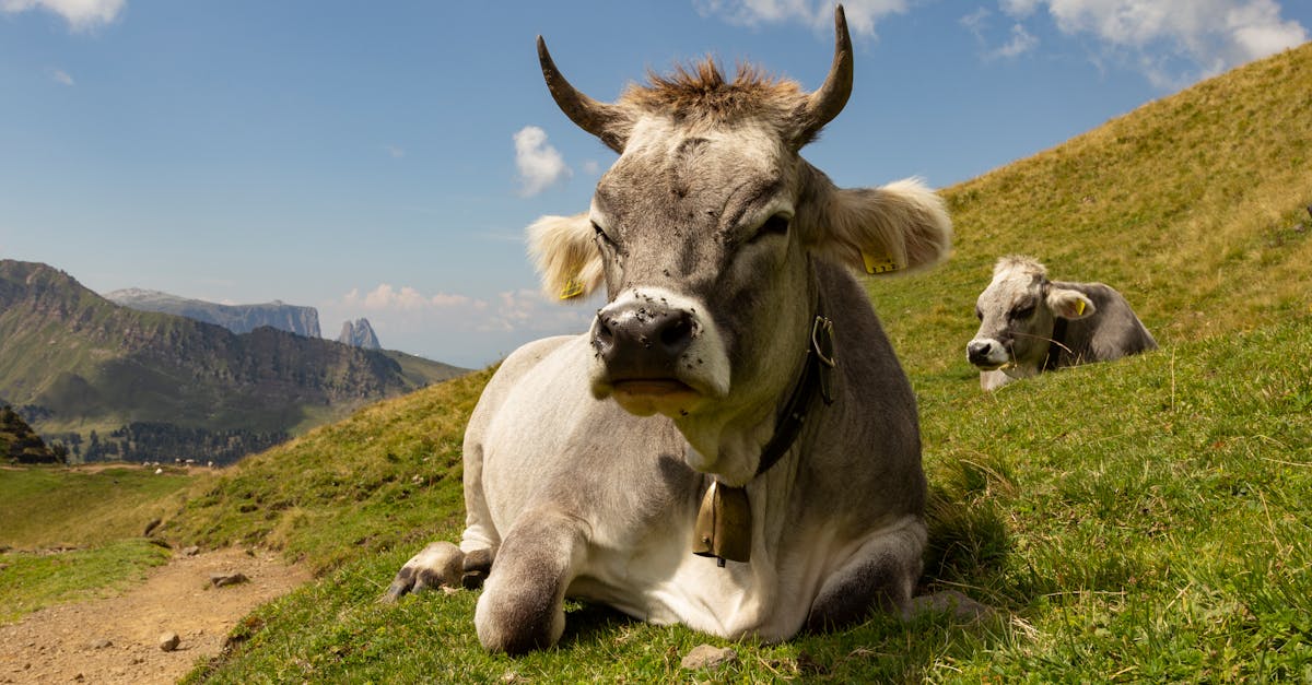 découvrez le monde fascinant des cloches à vache, ces instruments emblématiques des alpages. apprenez leur histoire, leur fabrication artisanale et leur utilisation dans la culture montagnarde. parfaites pour les passionnés de nature et de traditions.