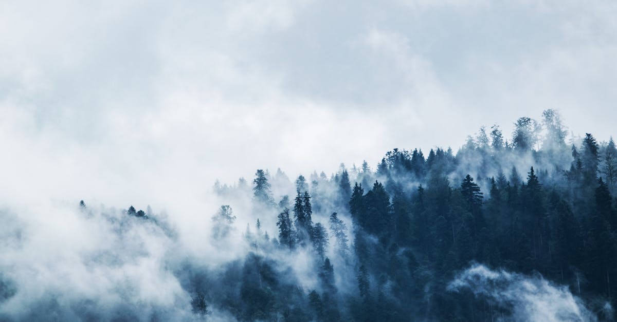 découvrez la beauté des forêts, un écosystème riche et diversifié qui abrite une multitude d'espèces. explorez les bienfaits des forêts pour notre planète et apprenez comment préserver cet environnement vital.