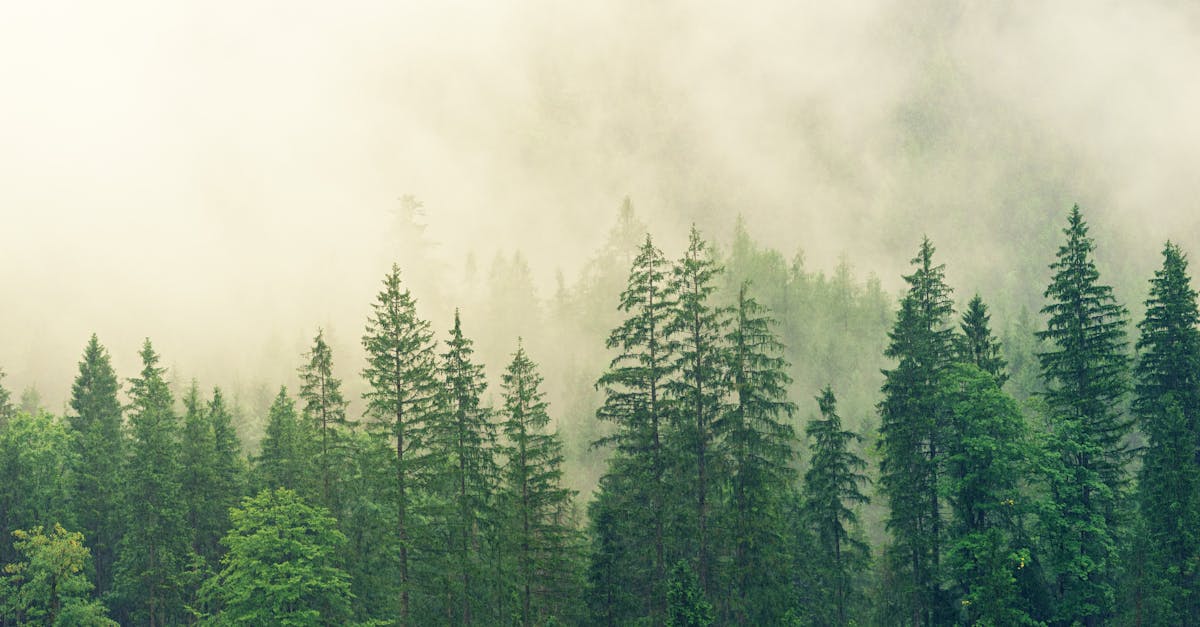 découvrez la beauté des forêts, ces écosystèmes riches en biodiversité, où la nature s'épanouit. explorez des sentiers enchanteurs, admirez la faune locale et profitez d'activités en plein air. plongez dans l'univers fascinant des forêts et reconnectez-vous avec la nature.