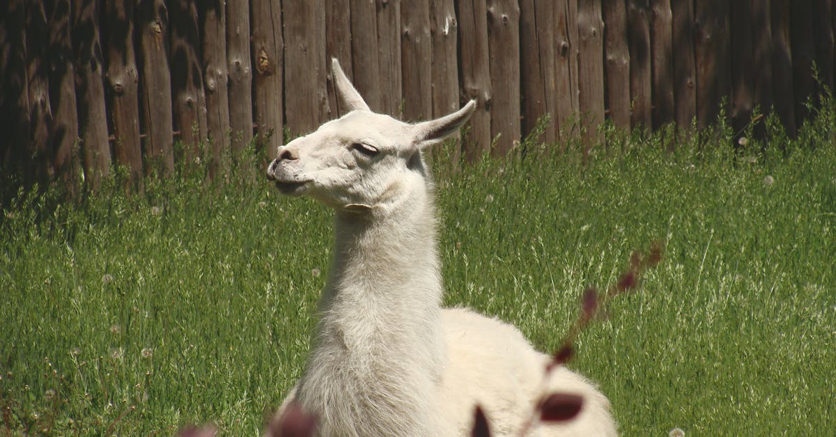 découvrez le monde fascinant des lamas, ces adorables animaux d'amérique du sud, connus pour leur pelage soyeux et leur caractère amical. apprenez tout sur leur habitat, leur comportement et leur importance dans la culture andine.